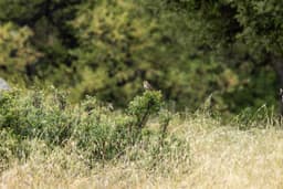 North Big Bear Landscape Restoration Project