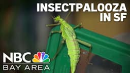 Insectpalooza returns to San Francisco