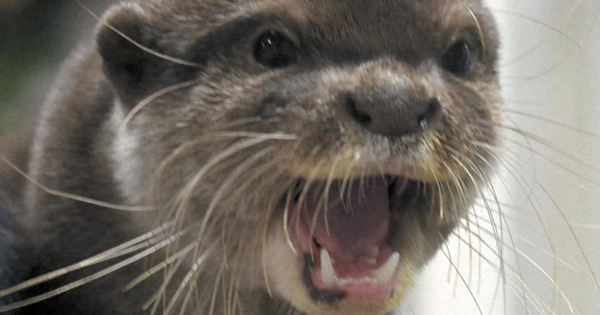 Japan to survey 'animal cafes' amid infection, welfare ...