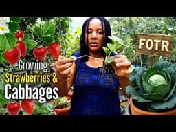 SUCCESSION PLANTING/ Growing Strawberries And Cabbages In Containers