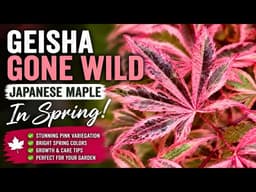 Geisha Gone Wild Japanese Maple | The Most Colorful Variegated Maple?