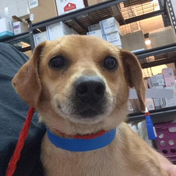 🐶 Playful, Gentle & Loyal Dogs Ready for Adoption in Ardmore
