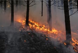 Longer wildfire seasons pose an increasing threat for species under climate change