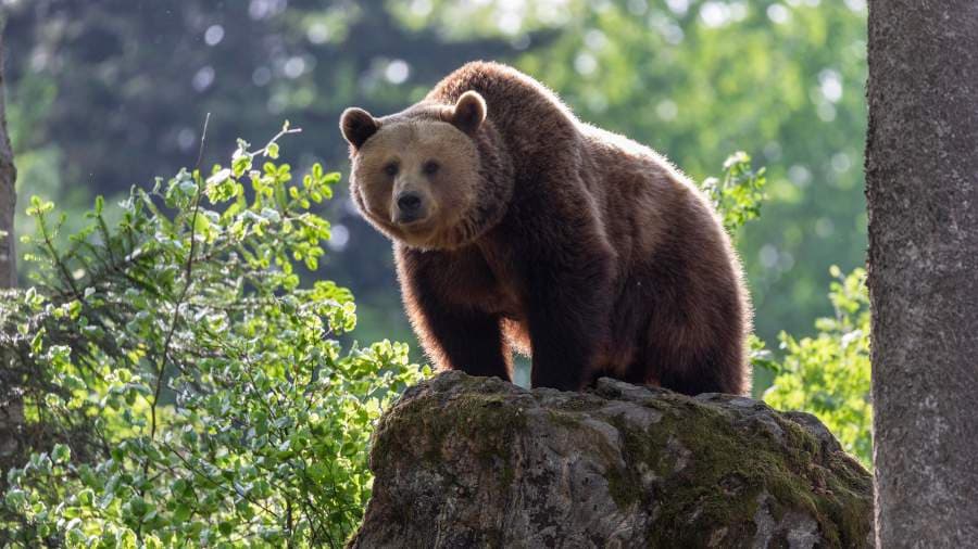 how Siberia continues to fight against the invasion of bears
