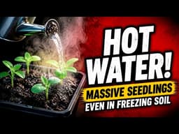 Stop Waiting! The "Hot Water" Secret For Massive Seedlings Even In Freezing Soil 🌱