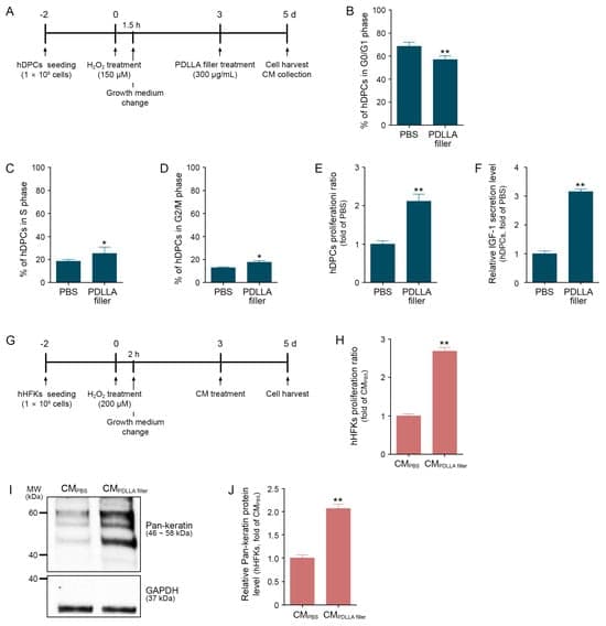 Poly-D,L-Lactic Acid Filler Restores Hair Thickness and Shine by Ameliorating Age-Associated Follicular Decline