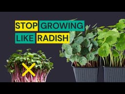 Why your nasturtium microgreens fail?