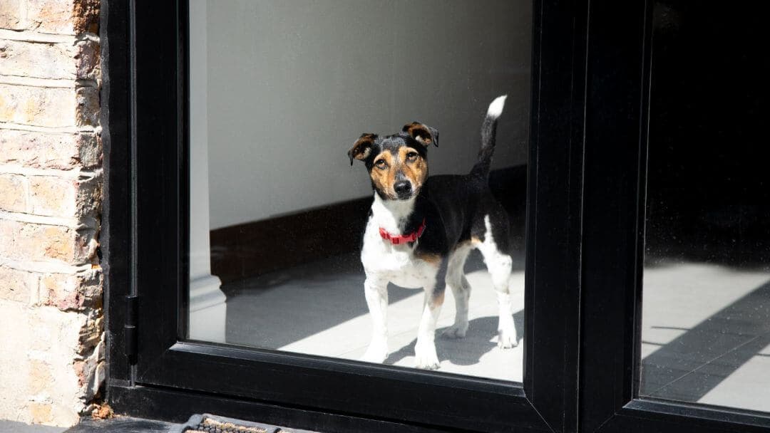 Bringing Home a New Puppy: What to Expect