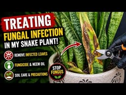 How I Saved My Snake Plant from Fungal Infection 🌿  Treatment & Precautions #gardening
