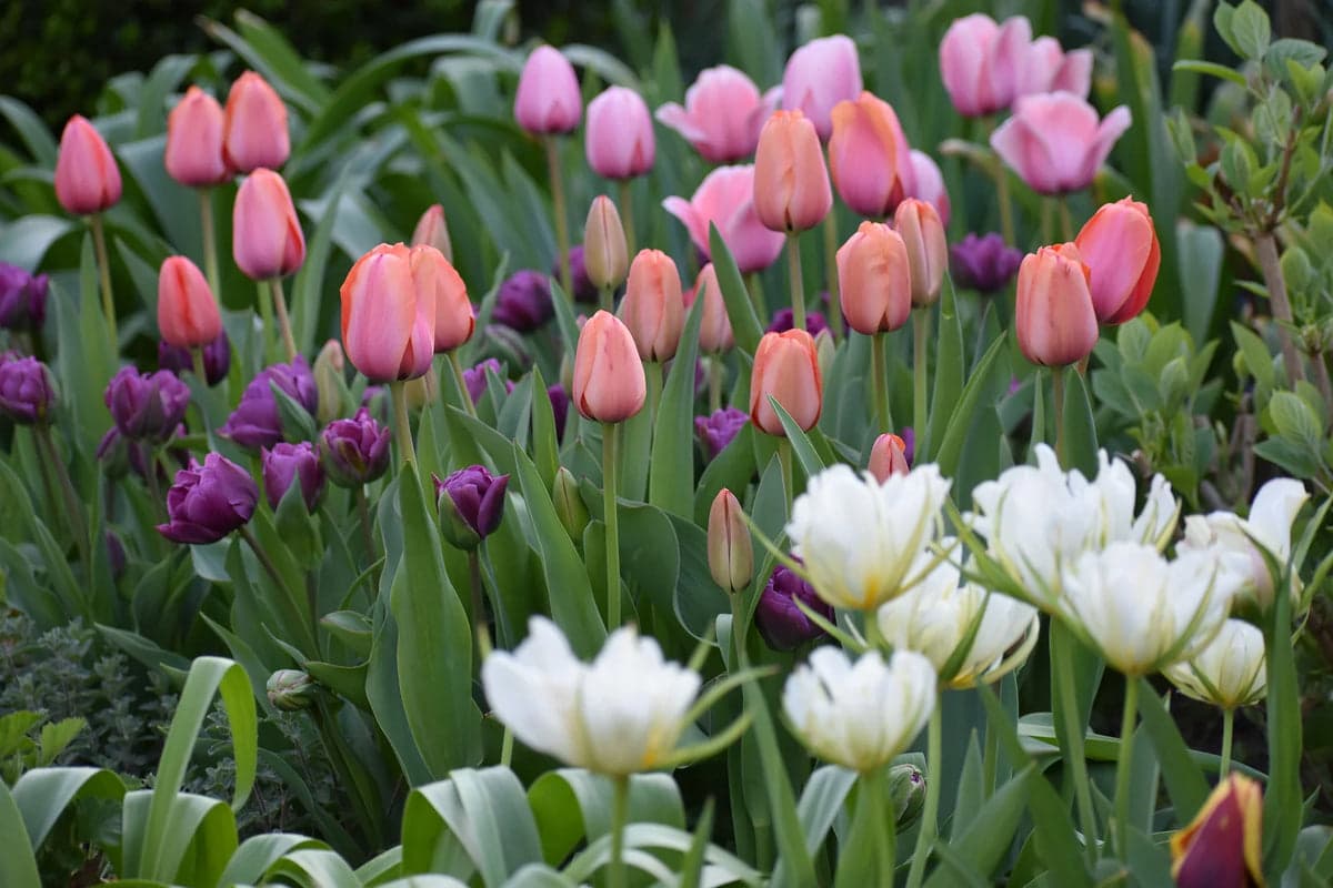 How to Plant Tulip Bulbs in the Fall for a Vibrant Spring
