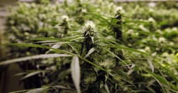 Trump Team Advances Marijuana Downgrade to Schedule III, Details Unclear