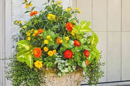 How To Refresh A Tired Container Garden Without Starting Over - AOL