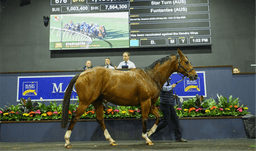 Group 1 Winner A Star At Magic Millions