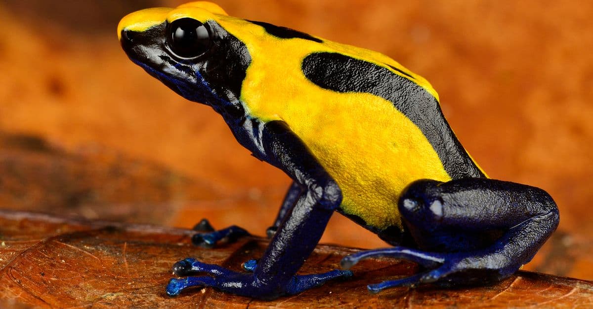 Wildlife program | Conservation International Suriname