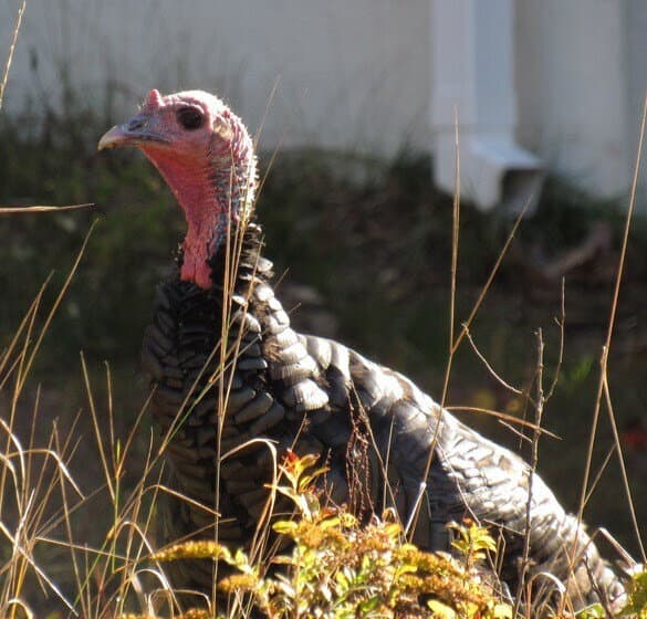 DEC seeks turkey sightings from St. Lawrence County ...