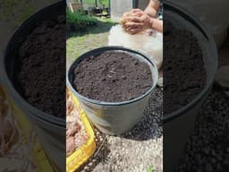 No nonsense potato planting 🥔