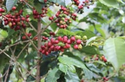 Rwanda's new coffee varieties could transform yields as ...