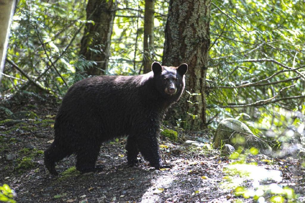 UPDATE: Bear that attacked Castlegar man trapped and ...