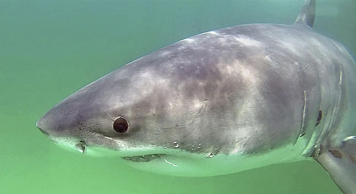 White sharks return to Cape Cod—just as beach season begins