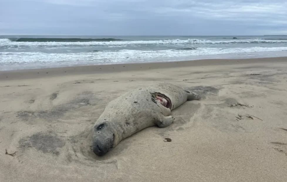 Beachgoers warned after first white shark of the season confirmed ...