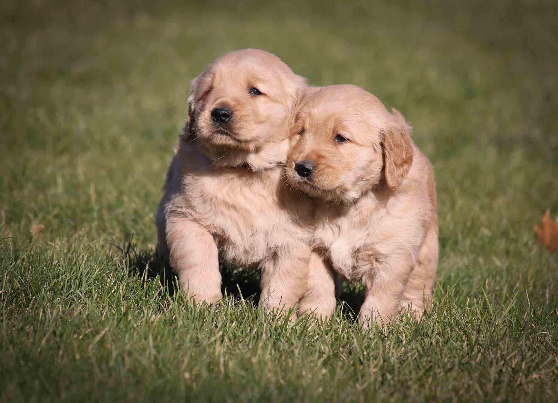 Current Litters Archives - Windy Knoll Golden Retrievers