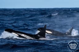 Orca 2026 Ten Days Left! | Whale Watch Western Australia