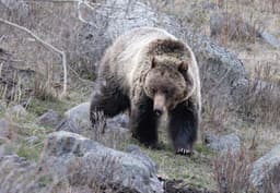 First Grizzly! – Roads End Naturalist