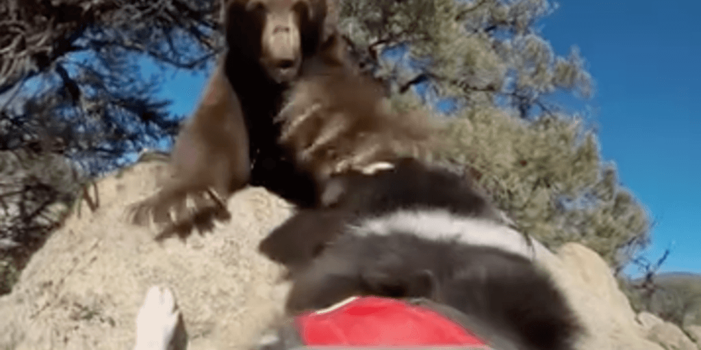Dogs chase bears back into the wild during Nevada wildlife ...