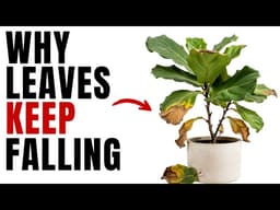 Why Your Fiddle Leaf Fig Keeps Dropping Leaves