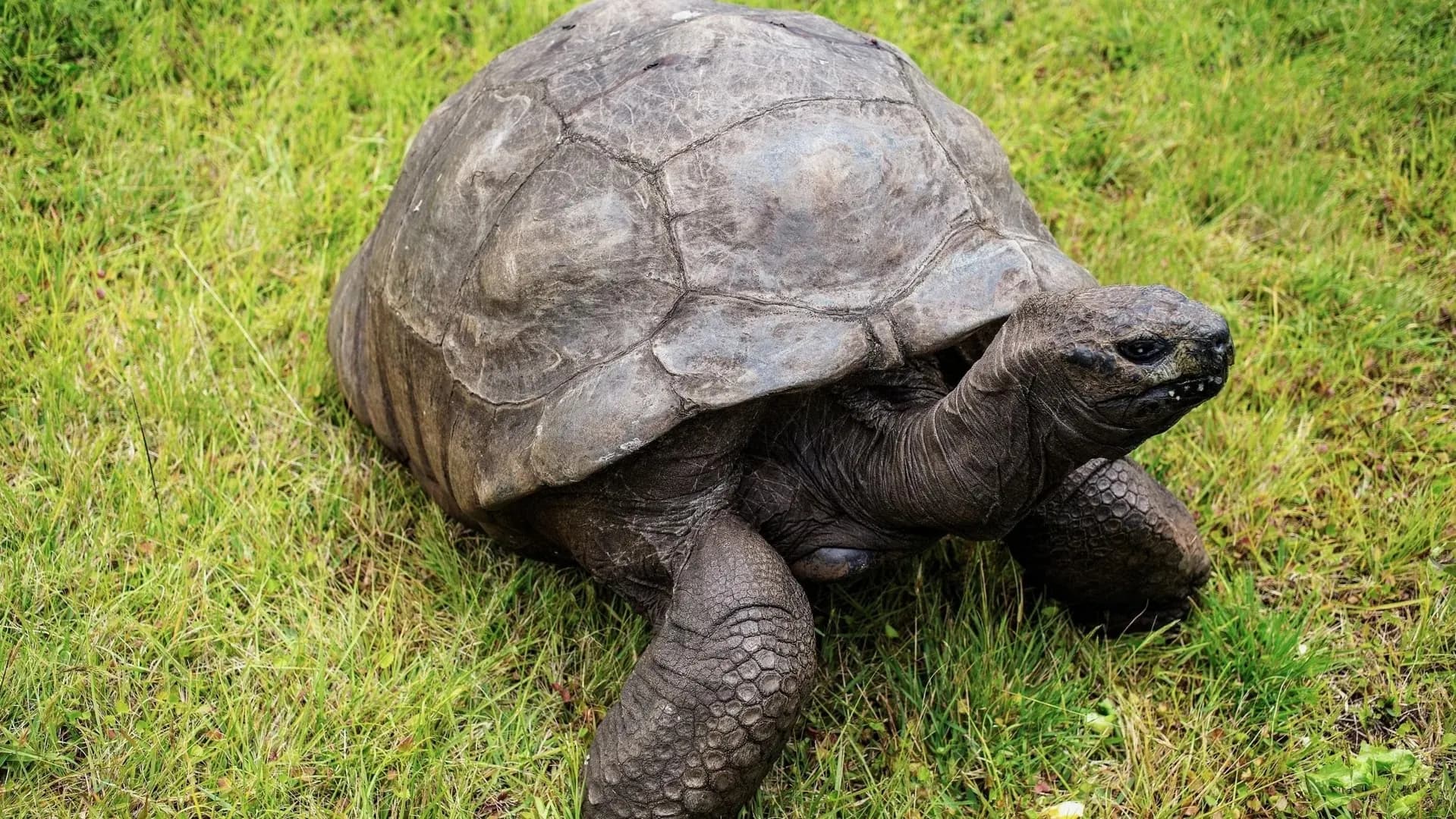 Jonathan meme coin soars 1400% amid fake news about 193-year-old turtle’s death | UA.NEWS