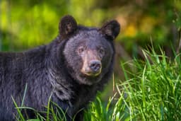 Thousands of Black Bears Are Entering Neighborhoods As Spring Begins - A-Z Animals