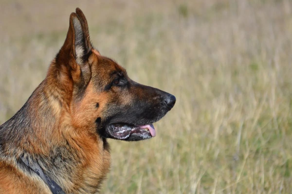 Another village dog show CANCELLED due to hot weather