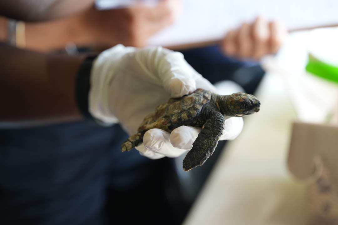 Thousands of volunteers save hundreds of tiny stranded turtles along Cape coastline | News24