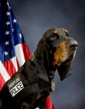Celebrating K-9 Copper: 10 Years of Comfort, Care and ...