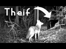 Coyotes Kill Buck but BEAR Carries It Away!