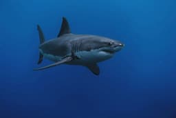 Biggest great white shark in recorded history spotted near popular spring break location