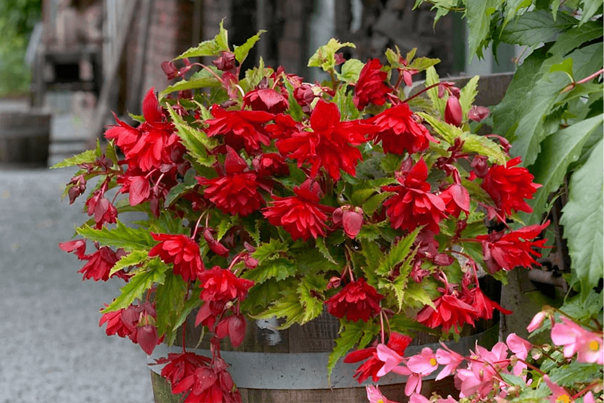 How to Care for Rex Begonia Plants: A Complete Grow Guide