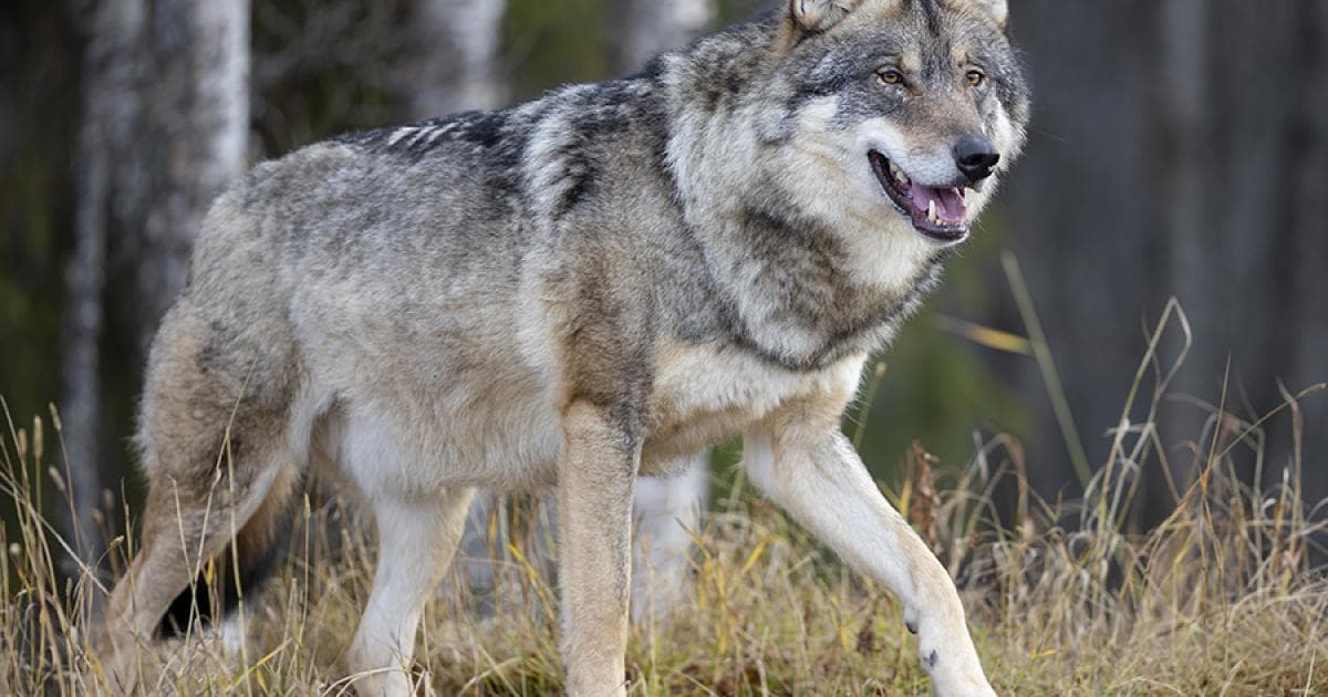American Farm Bureau calls for state management of Gray Wolves