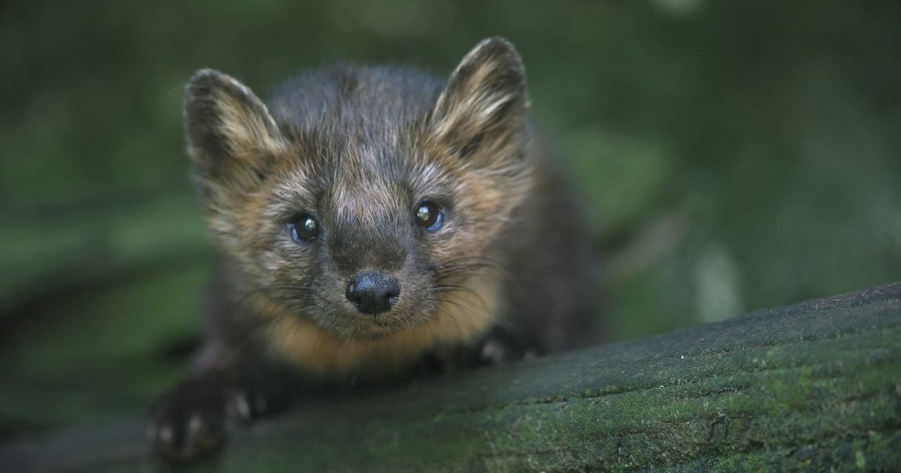 Fisher and marten trapping seasons expanded in Upstate NY