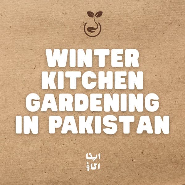 Winter Vegetables in Pakistan: Fun Kitchen Gardening & ...