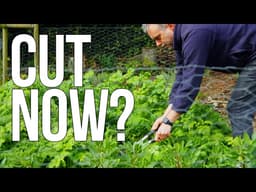 Cutting Green Manure at the Right Time (Before It Becomes a Problem)