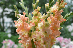 Can Gladiolus Grow in Pots? Your Guide to Success
