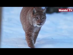 ¡El milagro del Lince ibérico! Cómo España salvó al felino más amenazado del mundo #mundotv