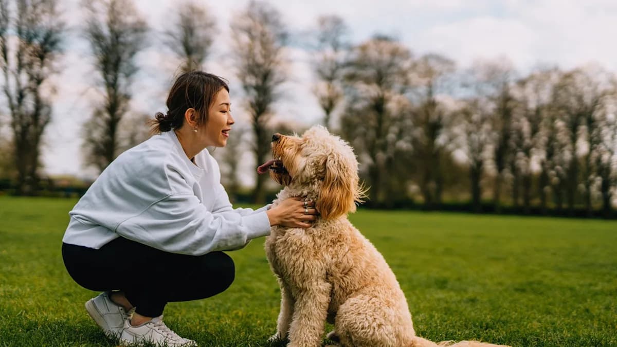 6 Dog Adoption Red Flags: Expert Trainer Tips