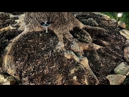 Root Flare and Japanese Maples