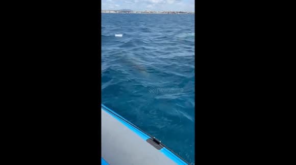 Massive shark spotted inches from regatta sailor in holiday hotspot (Pt 2)