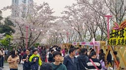 苏州河樱花步道+滨水市集，周末主题不重样_搜狐网