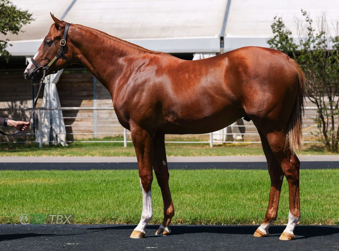 Auction Heat: TX Yearling Sale At Lone Star Park Gavels Tuesday