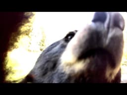 A Bear Destroyed Our Trail Camera | Spring Camping in Montana