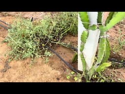 Drip Irrigation Start In Dragonfruit